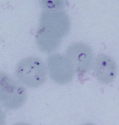 File:Bab simple 4.jpg