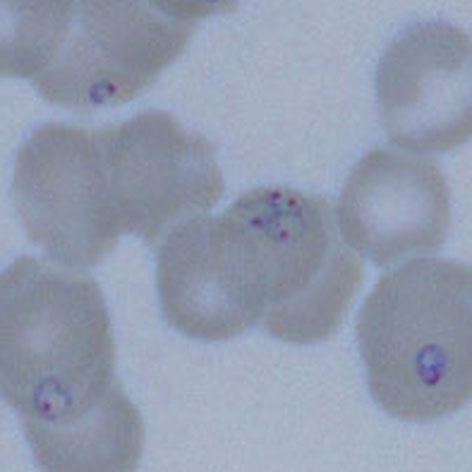 File:Celtic cross 2.jpg