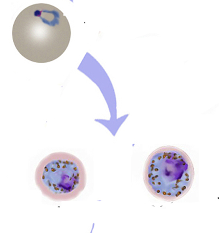 File:Biology Gametocyte.jpg
