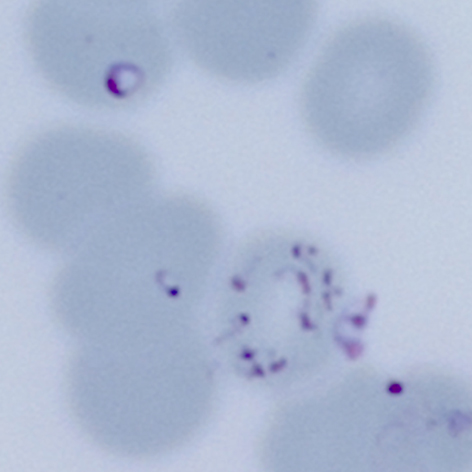 File:Bab complex 1.jpg