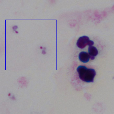 File:2 Trophs MP.jpg