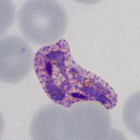 Ring/amoeboid trophozoites, Schüffner's dots