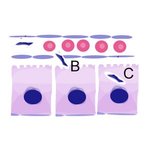 Formation and release of merozoites in liver