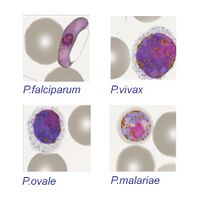 SPECIES IDENTIFICATION