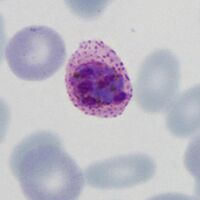 Early small form note James' dots