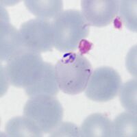 Accolé and double dot forms