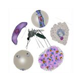 Guide to species identification