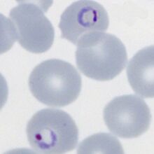 Double dot form and fine ring