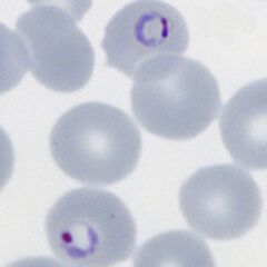 Double dot form and fine ring