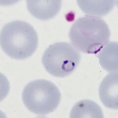 Accolé and double dot forms