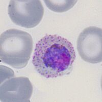 Small round parasite with prominent James' dots