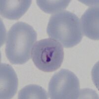 Early angularity of form