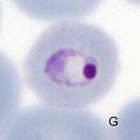 Trophozoites now appear in blood