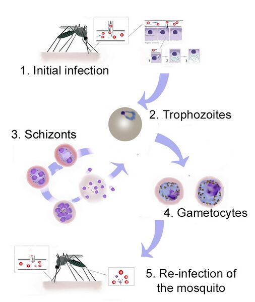 File:New Malaria Lifecycle.jpg