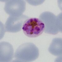 A less well formed daisy, note small size