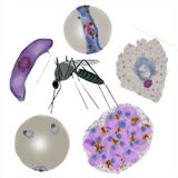 Guide to species identification