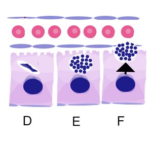 Mature schizont releasing merozoites