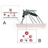 Biology of malaria infection