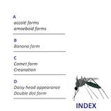 Index of forms and descriptions