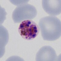 Late form prior to merozoite release