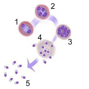 Formación y liberación de merozoitos